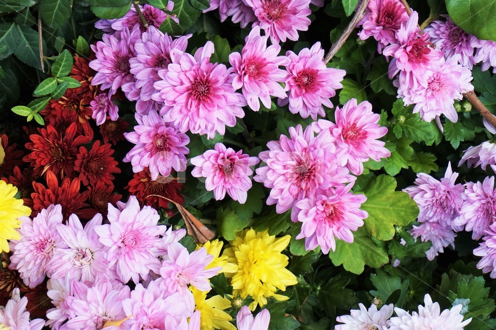 꽃밭,꽃다발,알록달록한,다채로운꽃,봄분위기,분홍색꽃,핑크색,flowers,colorful,식물,자연,plants,nature,꽃,flower