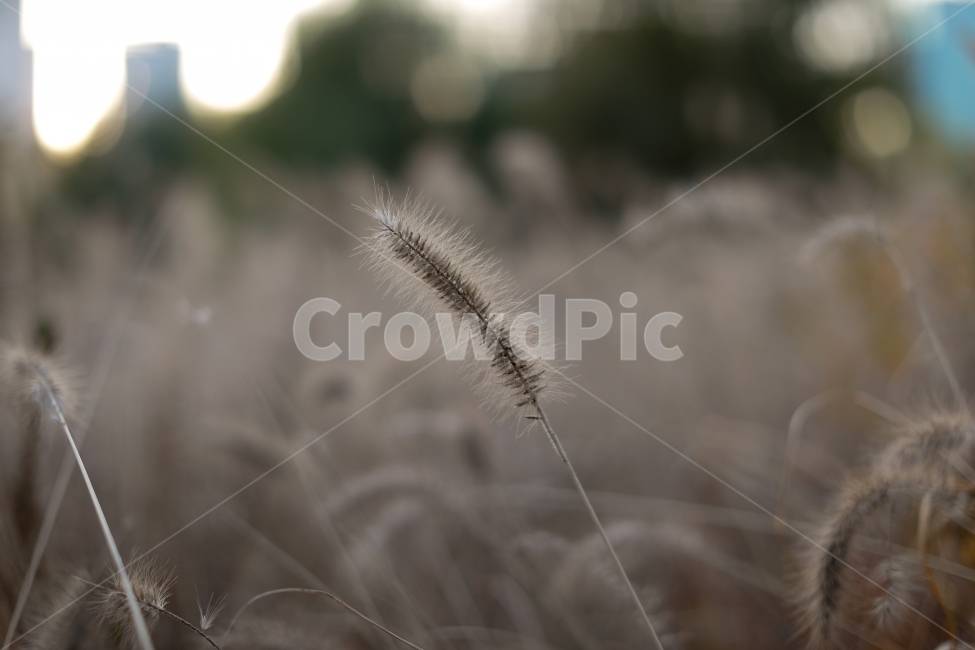 한강,들꽃,감성사진,보케,아련,가을,계절,fall,autumn,season,식물,자연,plants,nature,감성,sensible,feeling,grass,잔디,plant,lawn