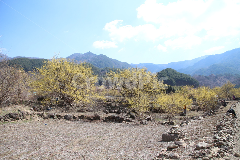 산수유,꽃,식물,층층나무,구례산수유,축제,노랑색,봄,계절,spring,season,자연,풍경,nature,landscape,한국자연풍경,한국자연경관,korea nature landscape,dirt road,흙길,gravel,자갈,road,도로,ground,바닥