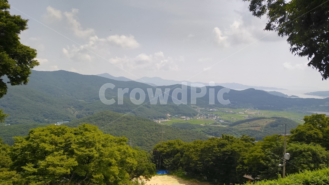 나무,숲,시원한,tree,forest,하늘