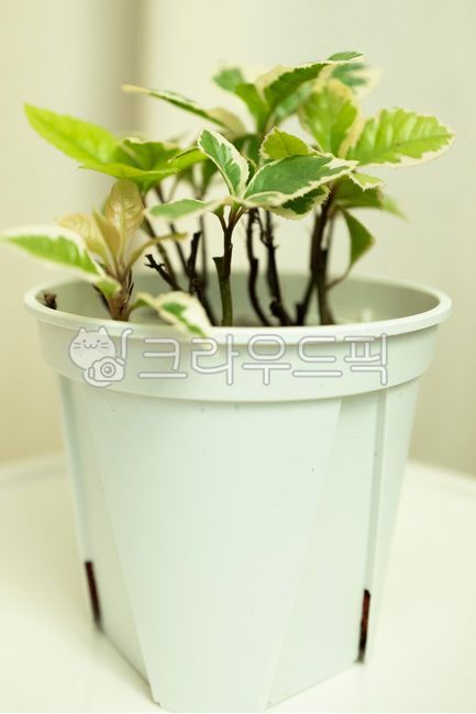 무늬산호수,무늬산호초,공기정화식물,식물,식물인테리어,플랜테리어,반려식물,새싹,잎,leaf,plant,sprout