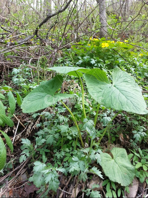 곰취,자연산곰취,취나물,야생곰취,산나물,자연산나물,곰취나물,식물,자연,plants,nature