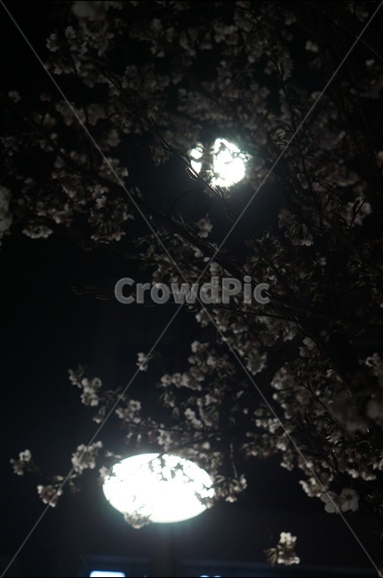 벗꽃,야경,가로등,흰색,빛,밤,봄,계절,spring,season,야경,밤,풍경,nightscape,night,landscape,식물,자연,plants,nature,꽃,flower,flare,플레어,light,outdoors,옥외