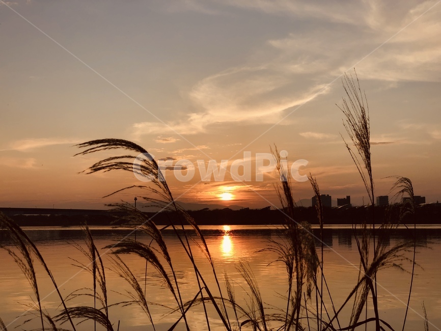 grass,plant,식물,lawn,잔디,갈대,갈대밭,가을,가을하늘,sky,autumn,flare,플레어,light,빛,sunlight,햇빛