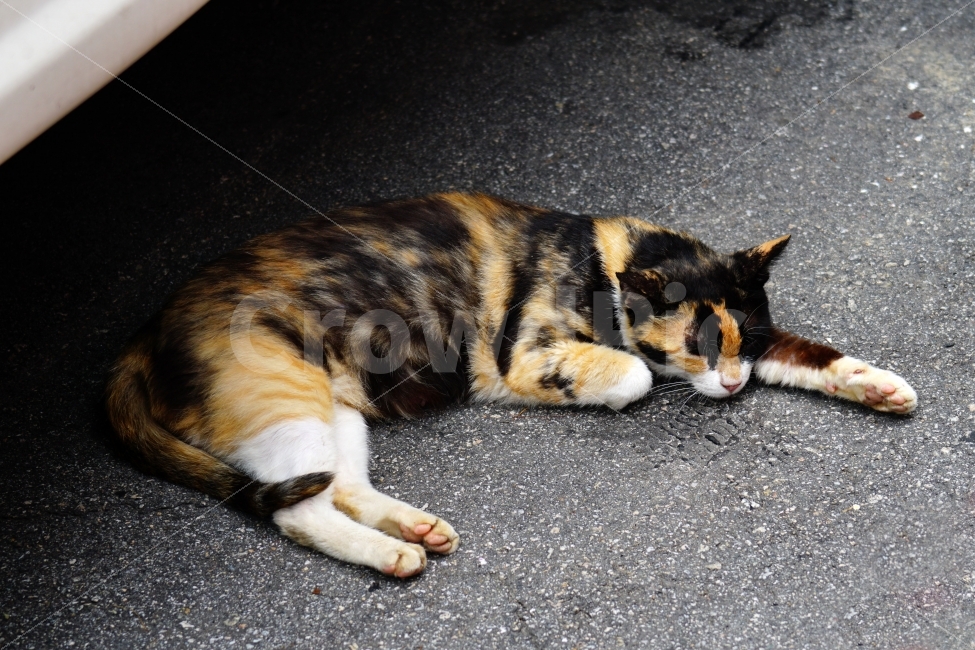 고양이,동물,자동차,타이어,바퀴,아스팔트,여름,animal,cat,휴식,음지,그늘,낮잠,수면,sleep,야옹이,냐옹이,길고양이,도둑고양이,들고양이,귀여운,귀엽다,귀염둥이,삼색고양이,편한,편안한,편하다,편안하다,힐링,감성,힐링사진,감성사진,cute,pretty,여유,car,tire,스냅,스냅사진,스넵,스넵사진,snap,snapshot,pet,애완동물,반려동물,애완묘,반려묘,잉여,동물,animal,포유류,mammal,고양이,cat,kitten,kitty