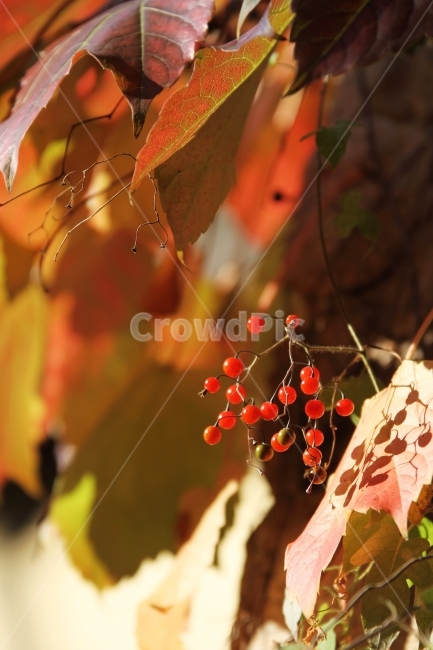 식물사진,자연사진,배풍등,열매사진,감성사진,가을사진,단풍사진,가을,계절,fall,autumn,season,식물,자연,plants,nature,과일,열매,fruit,감성,sensible,feeling,leaf,잎,plant