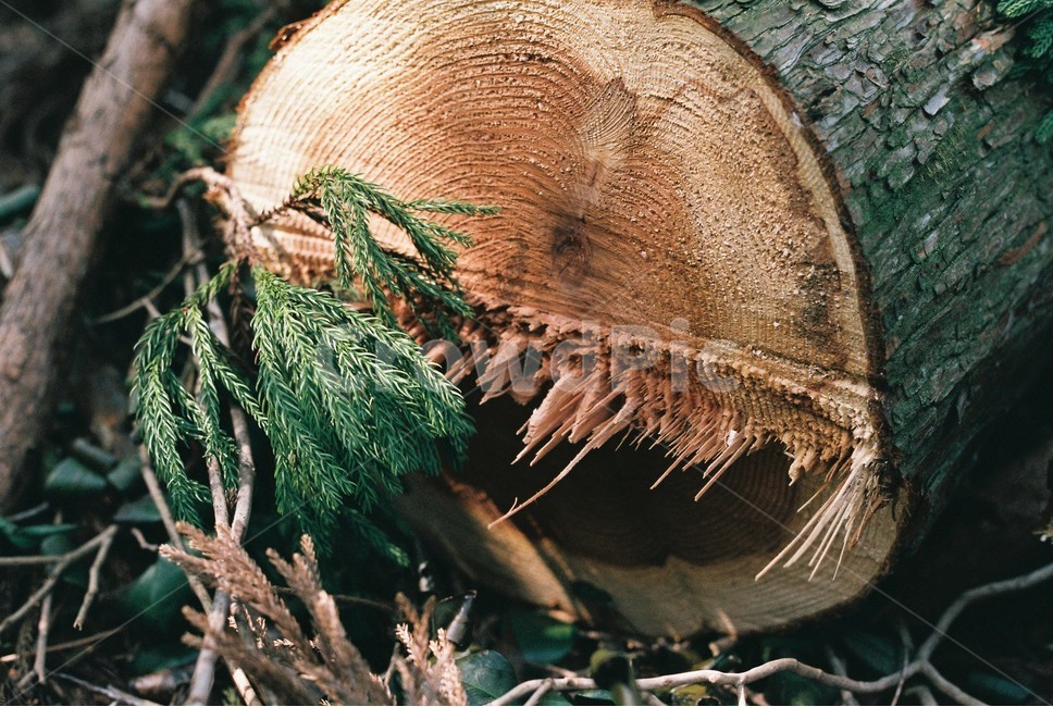 나무,저연,파괴,질감,나이테,식물,자연,plants,nature,나무,trees,wood