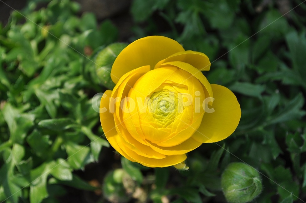 꽃,봄,자연,예쁜,플라워,flower,식물,자연,plants,nature,꽃,flower