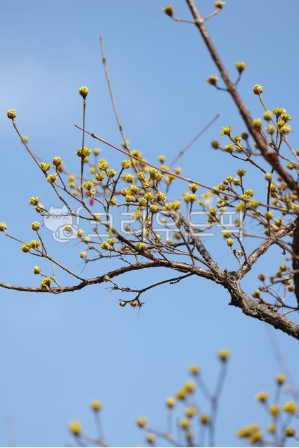 산수유,산수유꽃,꽃,봄,풍경