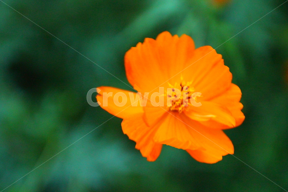 꽃,flower,식물,geranium,blossom,자연