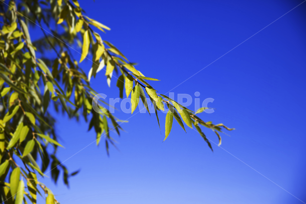 plant,식물,branch,나뭇가지,나뭇잎,leaf,식물,자연,plants,nature