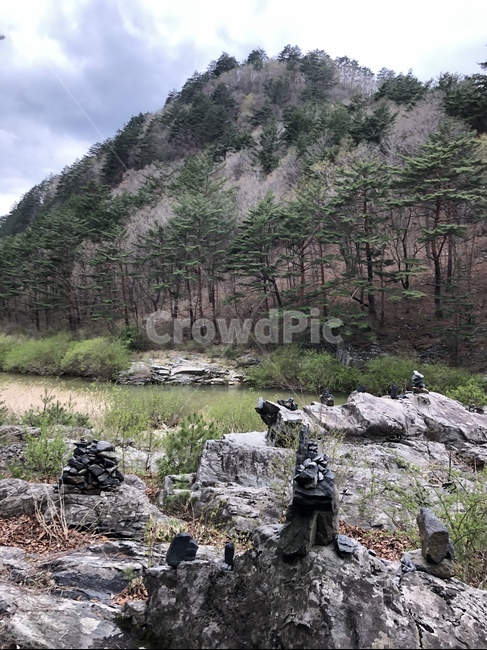 강원도,산,휴양,쉼,여름,자연,풍경,nature,landscape,한국자연풍경,한국자연경관,korea nature landscape,plant,식물,tree,나무,abies,아비,fir,전나무
