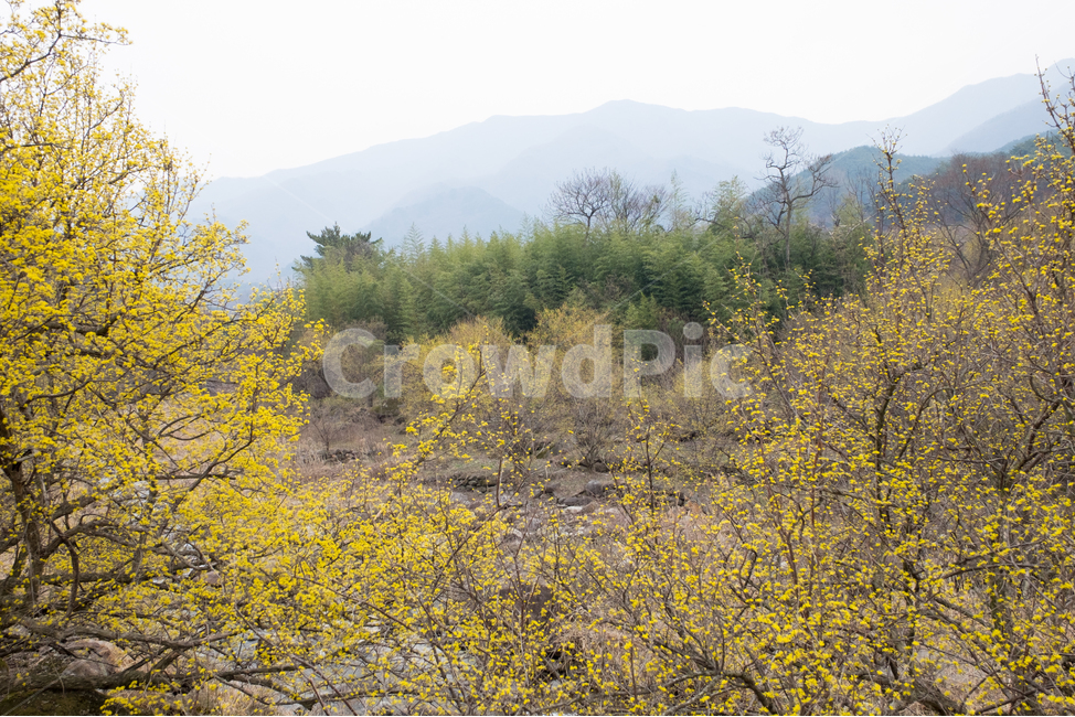 산수유,산수유꽃,풍경,봄,자연,계절,spring,season,식물,나무