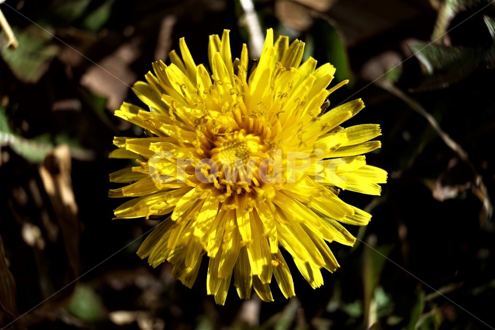 민들레,노랑,봄,꽃,계절,dandelion,spring,flower,bloom,yellow,접사사진,closeup,꽃잎,petal,life,생명,봄소식,식물,자연,plants,nature,꽃,flower