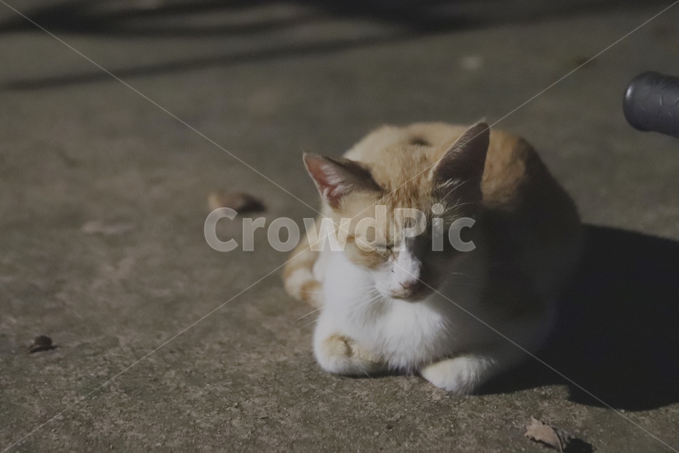 Bread posture,cat with closed eyes,cat,animal