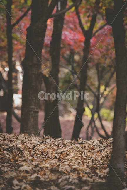 tree,나무,treetrunk,나무줄기,plant,식물,가을,단풍,낙엽,물향기수목원,가을,계절,fall,autumn,season,tree trunk,나무 줄기