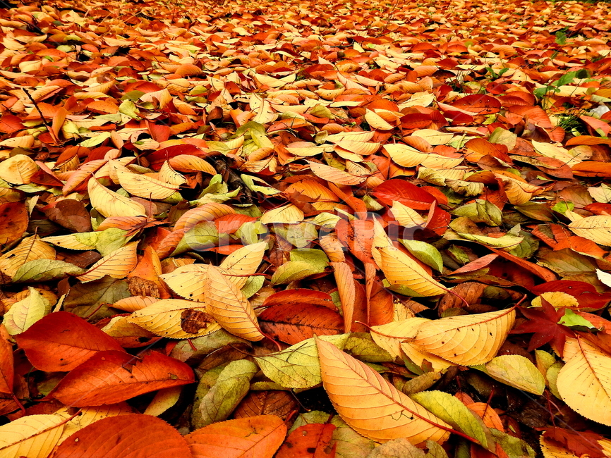 가을,계절,식물,나무,풍경,가을,계절,fall,autumn,season,leaf,잎,plant,tree