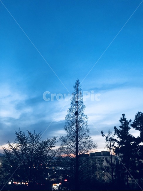 겨울,저녁,노을,하늘,그림자,나무,도시,풍경,city,landscape,한국도시풍경,한국도시경관,korea cityscape,plant,식물,tree,fir,전나무,abies,아비