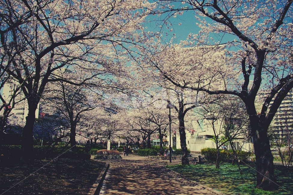 벚꽃,cherryblossom,봄,spring,동네,타운,town,길,꽃길,벚꽃길,마을,나무,tree,cherry,벚나무,봄,계절,spring,season,도시,풍경,city,landscape,해외,외국,세계,foreign,oversea,world,세계도시풍경,해외도시풍경,외국도시풍경,world cityscape,감성,sensible,feeling,walkway,보도,path,통로,plant,식물