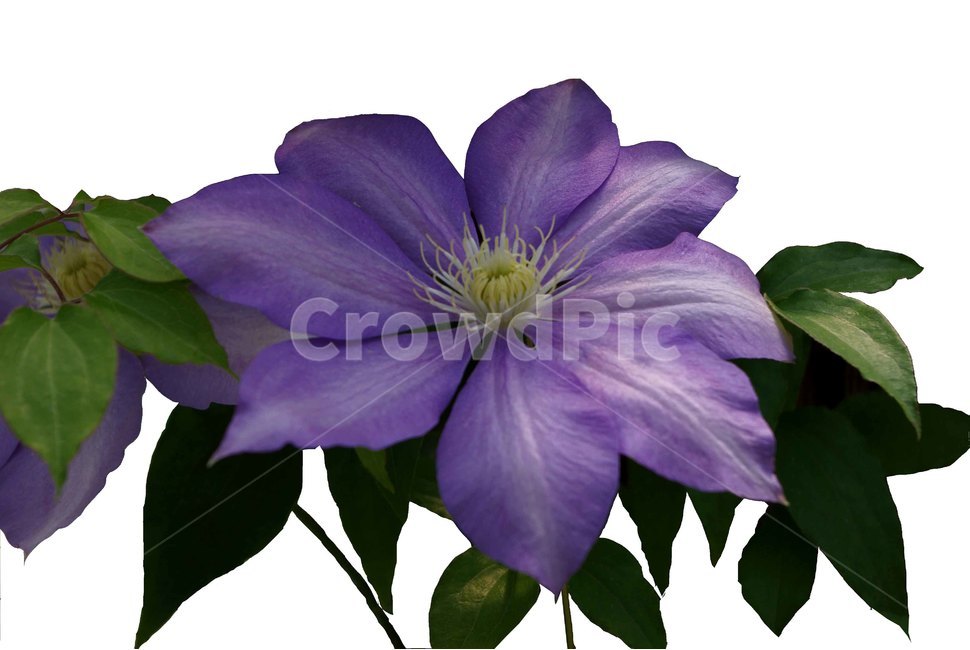 plant,식물,flower,꽃,큰으아리