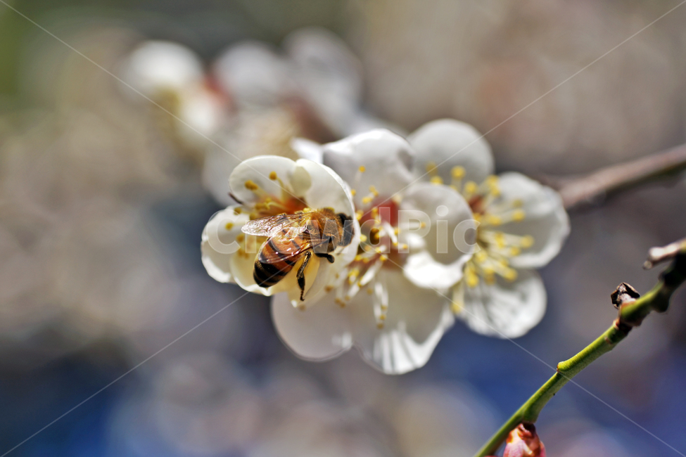 매화,매실나무,매실나무꽃,꽃,봄,계절,꽃봉우리,꽃망울,벌,식물,자연,plants,nature,꽃,flower