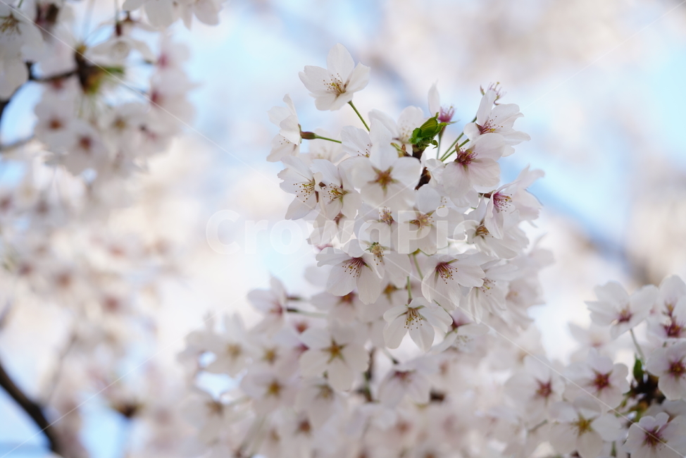 꽃,벚꽃,봄,계절,플라워,화이트,흰색,하얀색,생물,감성,느낌,식물,flower,spring,white,봄,계절,spring,season,식물,자연,plants,nature,꽃,flower,plant,blossom