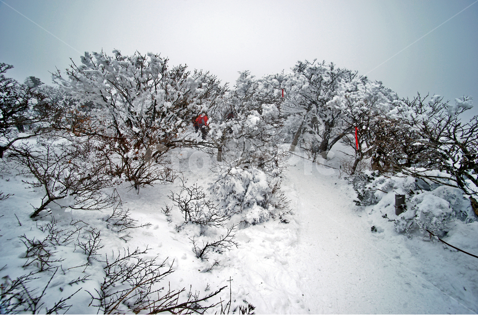 겨울산,한라산,설경,설산,한라산설경,겨울,탐방로,설화,설목,겨울,계절,winter,season