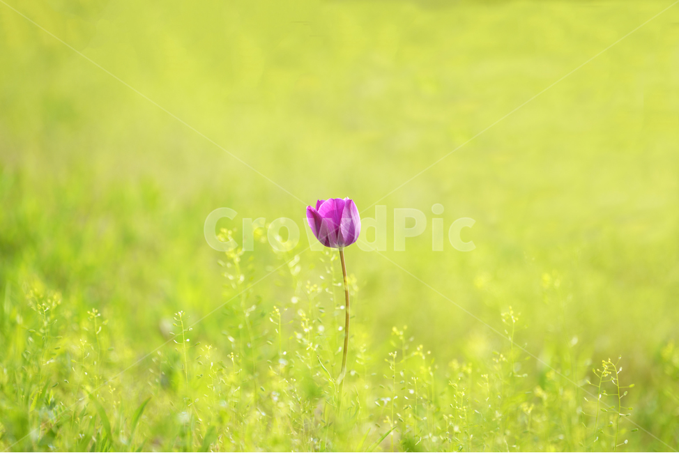 자연,풍경,봄,꽃,감성,봄,계절,spring,season,식물,자연,plants,nature,꽃,flower,감성,sensible,feeling,색깔,색상,색채,색감,color sense,color sensitivity,feeling of color,plant,blossom
