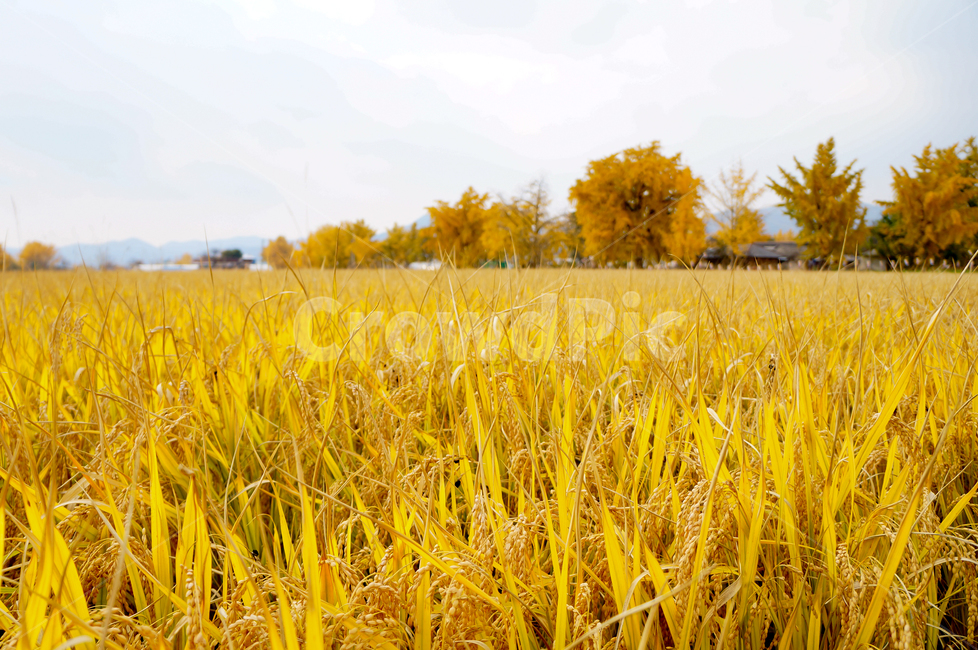 벼,쌀,가을,가을풍경,노랑,노란색,계절,시골,논,들판,riceplant,rice,yellow,field,season,country,fall,autumn,식물,식물,자연,plants,nature,곡류,곡식,cereals,산업,industry,industrial,농업,농사,agriculture,farming,farming industry