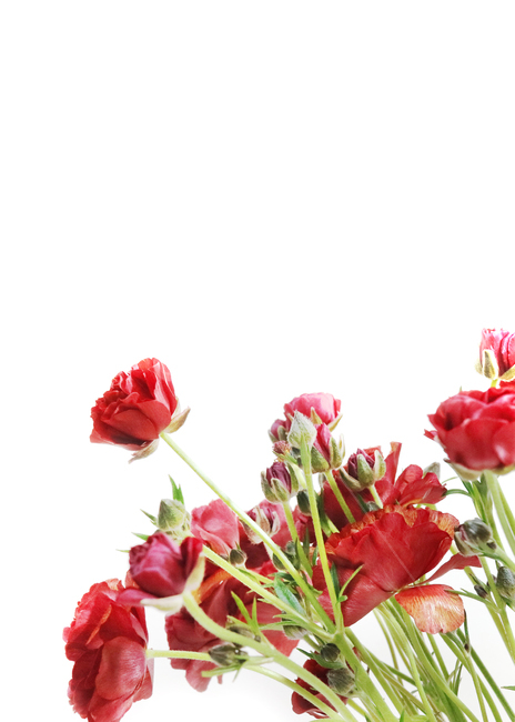 꽃,봄,식물,백그라운드,배경,배경이미지,flower,background,봄배경,꽃배경,plant,nature,빨간꽃,버터플라이라넌큘러스