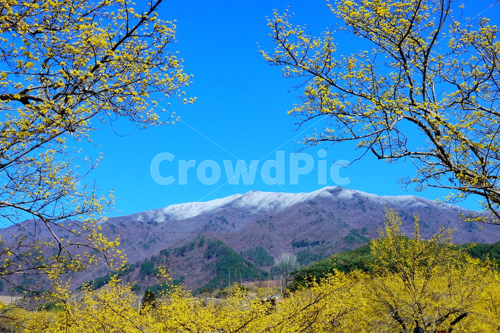 nature,mountain,산수유,구례,봄,춘설,지리산,자연,풍경,nature,landscape