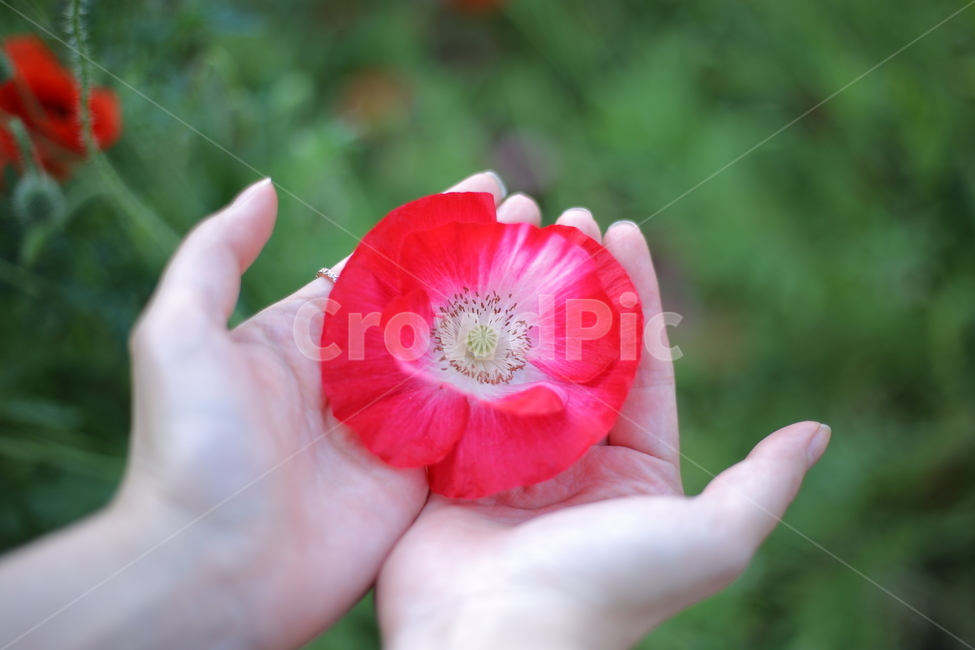 꽃,두손,손,양귀비,양귀비꽃,꽃밭,야외,flower,red,빨강,꽃,flower,사람,인물,인간,human,person,신체일부,몸,body