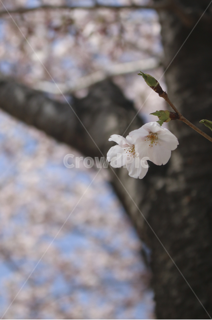 blossom,flower,꽃,벚꽃,봄꽃,spring,봄,plant,식물,tree,나무,treetrunk,나무줄기,나뭇가지,하늘,sky