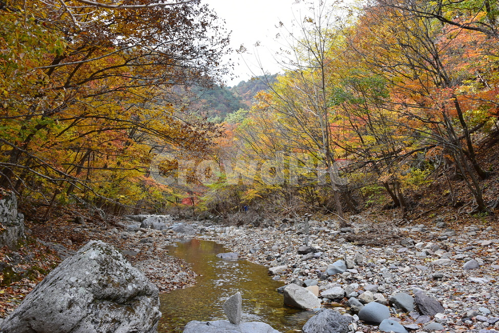 가을,단풍,울긋불긋,알록달록,형형색색,풍경,계절,시즌,아름다운,오색,주왕산,절골,계곡,비경,감성,힐링,가을,계절,fall,autumn,season,water,물,rubble,파편,nature,자연,dirt road,흙길,gravel,자갈,road,도로,outdoors,옥외,stream,흐름,creek,작은 만