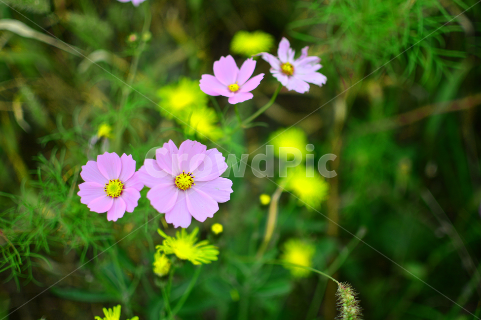 코스모스,가을,감성,대저,flower,cosmos,계절,fal,lautumn,season,식물,자연,plants,nature,가을,계절,fall,autumn,season,식물,자연,plants,nature,꽃,flower,plant,blossom,geranium,제라늄