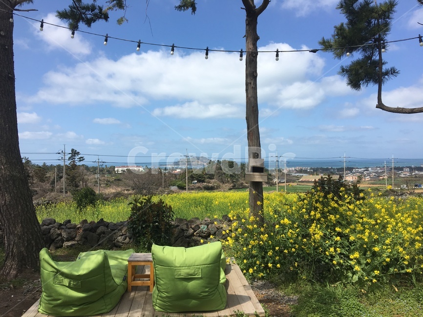 유채꽃,날씨좋음,자연,연두,푸르던,봄,계절,spring,season,자연,풍경,nature,landscape,제주도,jeju,jeju island,tree,나무,plant,식물