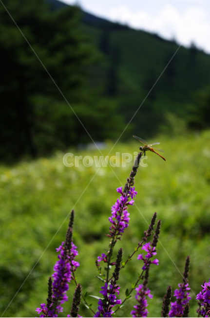 부처꽃,꽃,식물,plant,잠자리,곤충,여름,flower,blossom,식물,자연,plants,nature,꽃,flower,곤충,벌레,insect,bug