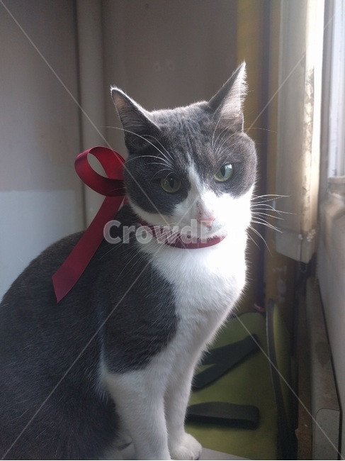 고양이,리본,눈동자,미묘,정면,고양이귀,귀,털,동물,animal,포유류,mammal,고양이,cat,kitten,kitty