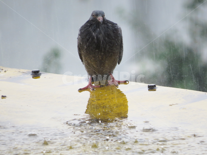 비둘기,조류,동물,dove,새,bird,pigeon,birds,animal,비,폭우,rain,동물,animal,조류,새,birds
