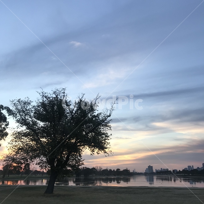 자연,나무,풍경,장관,호주,배경,자연,풍경,nature,landscape,tree,plant,식물