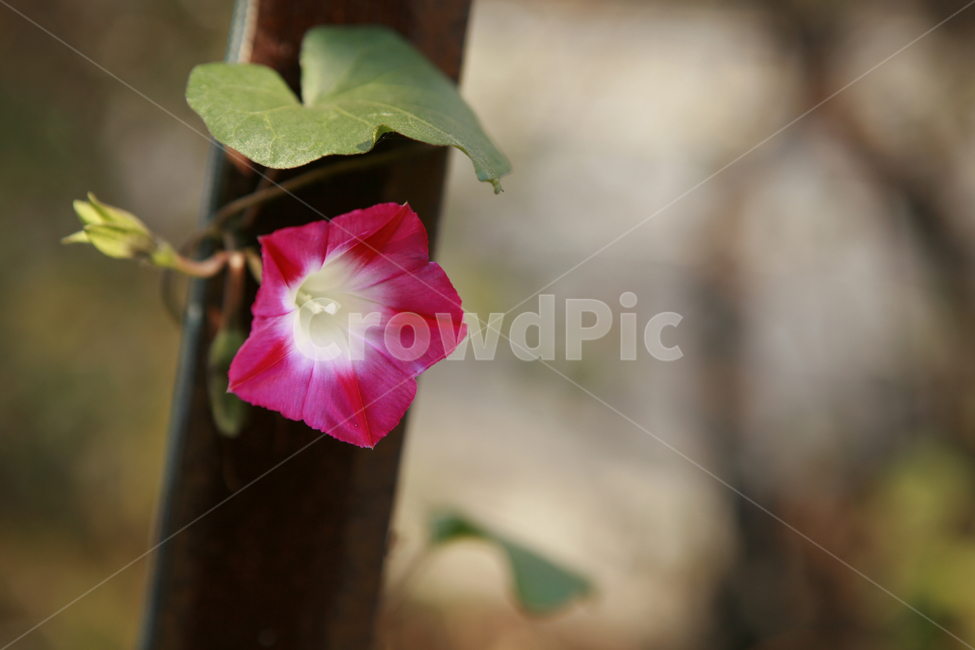 꽃,식물,나팔꽃,플라워,flower,식물,자연,plants,nature,꽃,flower