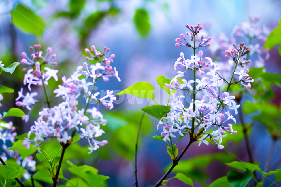 라일락,꽃,flower,blossom,봄,plant,식물