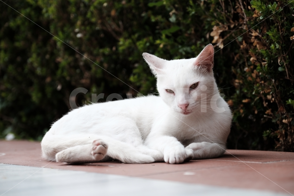stray cat,albino,white fur,white cat,cat,animal