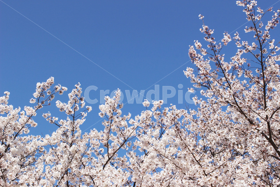 orientalcherry,cherryblossom,plant,식물,flower,꽃,blossom,벚꽃나무,벚꽃,벚나무,꽃나무,벚꽃가지,봄,계절,spring,season