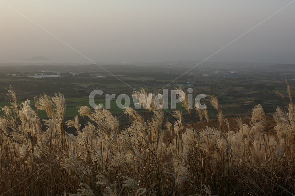 제주도,새별오름,오름,제주,풍경,억새,갈대,가을,산,가을,계절,fall,autumn,season,자연,풍경,nature,landscape,grass,잔디,plant,식물,lawn,reed