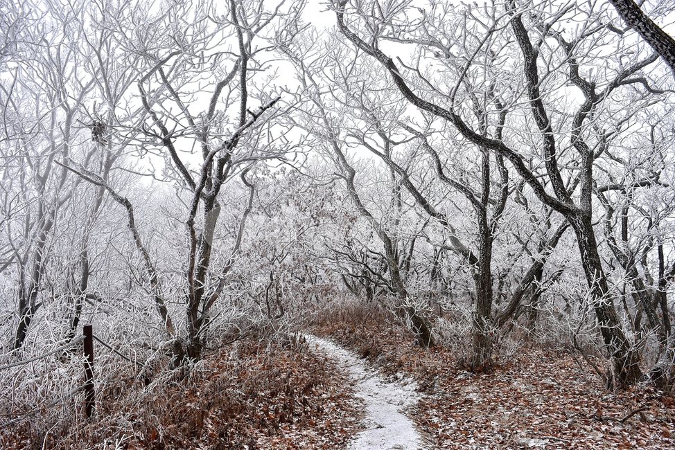 소백산,눈꽃풍경,상고대,겨울풍경,국립공원,겨울동화,힐링,감성,아름다움,뷰티풀,설국,눈풍경,100대명산,겨울명산,설경,서리꽃,snow,landscape,눈,화이트,자연,신비로운,경이로운,천상,비경,치유,산,명산,자연풍경,늦가을,겨울,계절,winter,season,자연,풍경,nature,landscape,한국자연풍경,한국자연경관,korea nature landscape,식물,plants,나무,trees,wood,outdoors,옥외