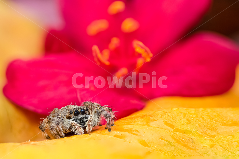 jumpspider,점프거미,점프스파이더,노랑,꽃,분홍색꽃,거미,spider,아침이슬,yellow,red,pink,보케,분홍,flower