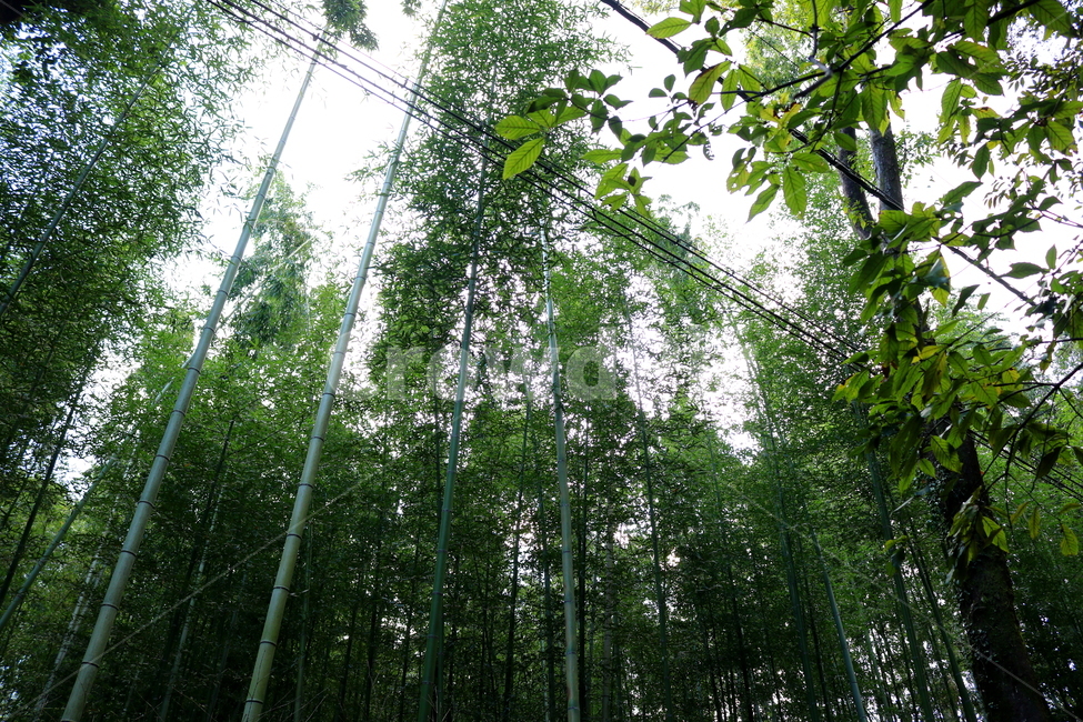 대나무,나무,식물,자연,벼과,풍경,단자엽식물,죽림,대나무숲,숲,나무,trees,wood