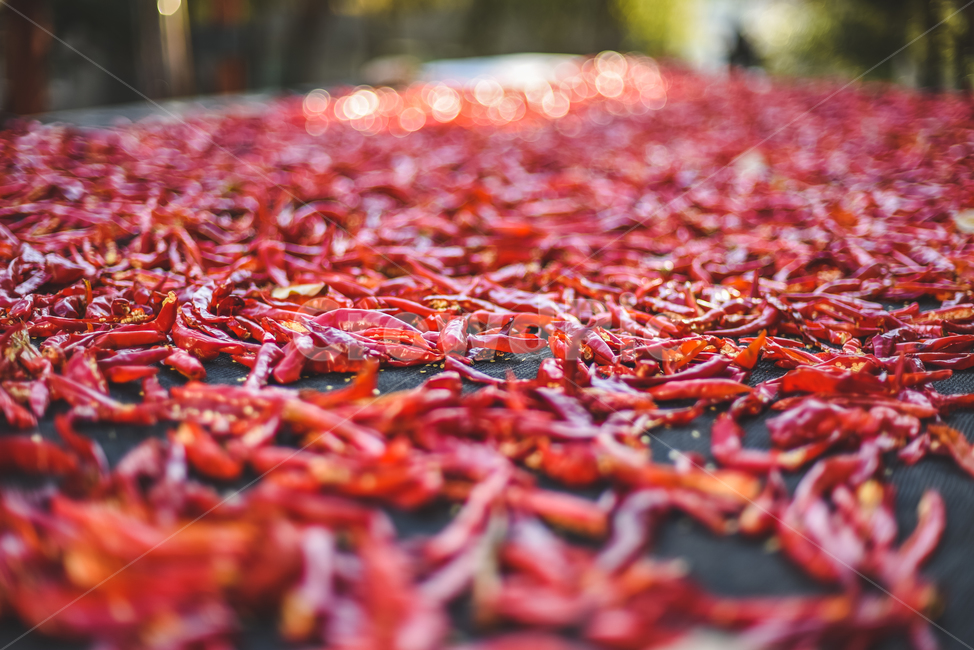 고추,빨강,red,시골,붉은,강렬한,매운,음식,식재료,요리,food,cook,meal,dishes,food reserves,채소,야채,vegetables
