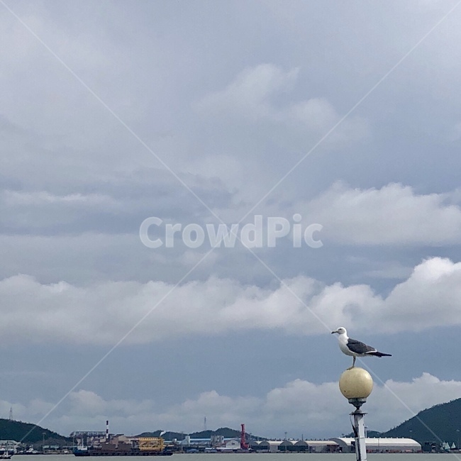 갈매기,새,하늘,bird,sky,summer,cloudy,cloud
